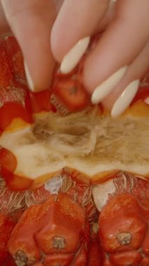 Dikey video. Açık Kırmızı Pandanus Meyvesinin Yakın Görüntüsü Pulpy İçini Elle Tutma Bölümü, Parlak Gün Işığı ve Sığ Odaklanma, Üst Açı, Egzotik Beslenme Konsepti