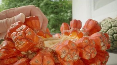 El Uzanıyor Parlak Kırmızı Pandanus Meyve Kümesine Boş Merkez ve Pulpy Kalıntıları Görünür, Düşük Açı Dolly Kaydırma Hareketi, Tropikal Meyve Hasadı Konsepti