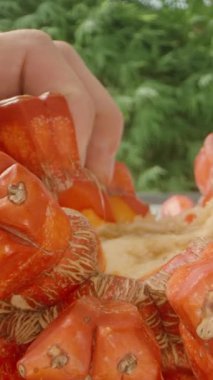 Dikey video. El Uzanıyor Parlak Kırmızı Pandanus Meyve Kümesine Boş Merkez ve Pulpy Kalıntıları Görünür, Düşük Açı Dolly Kaydırma Hareketi, Tropikal Meyve Hasadı Konsepti