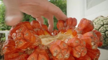 Geniş Pandanus Meyvesi 'nden Parlak Kırmızı Parlak Bölümü Sulu İpliklerle Kapatın, Dolly Kaydırma Hareketiyle Düşük Açı, Tropikal Meyve Konseptinden Çekin