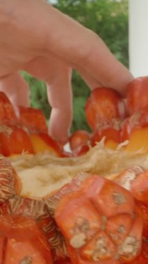 Dikey video. Geniş Pandanus Meyvesi 'nden Parlak Kırmızı Parlak Bölümü Sulu İpliklerle Kapatın, Dolly Kaydırma Hareketiyle Düşük Açı, Tropikal Meyve Konseptinden Çekin