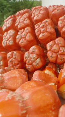 Dikey video. Ekstrem Yakın Çekim: Kaba Kırmızı Pandanus Bölümü Ayrıntılı Dokuya sahip, Düşük Açı Kaydırıcı Kullanarak Çekilen Dolly Kaydırma, Tropikal Yiyici Konsepti