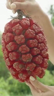 Dikey video. Her İki Eller Kırmızı Pandanus Meyvesini Tutuyor, Yeşillik Orman Arkaplanına Karşı, Gün Işığında Yakalandı, Tropikal Hasat Konsepti