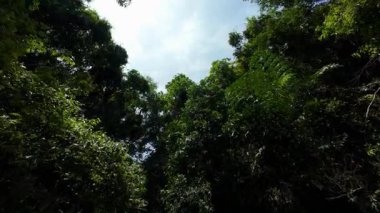 Yoğun Orman Ağaçları Arasında Yapraklar Arasında Filtrelenen İnsansız Hava Aracı, Yukarı Açı Görünümü, Macera Yolculuğu Konsepti
