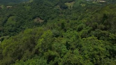 Dik Hareket, Tepe Eylem Görünümü, Hava Macerası Konsepti 'ndeki FPV Drone' u kullanarak Orman Ağaçlarının Altındaki Keskin Dalış