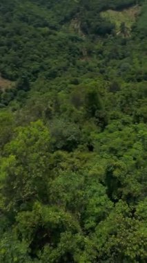 Dikey video. Dik Hareket, Tepe Eylem Görünümü, Hava Macerası Konsepti 'ndeki FPV Drone' u kullanarak Orman Ağaçlarının Altındaki Keskin Dalış