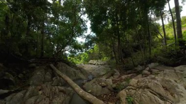 Orman tepe örtüsü altında akan sığ akıntı, güneş ışığına doğru hareket eden dron, tropikal doğa kavramı.
