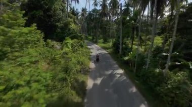 İnsansız hava aracı Palm Trees 'den inip Orman Yolu' nda scooter süren bir kadını kovaladı ve geçti, Düşük Açı İzleme, Tayland Samui Adası Tropik Macera Konsepti
