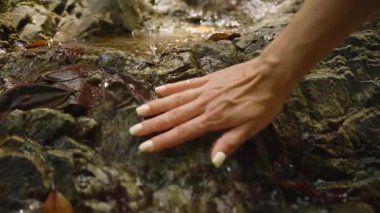 Bir Kadının Yavaş Çekimi Yumuşak, Temiz Doğa Su Konsepti ile Temiz Orman Deresinden Suyu Koparması