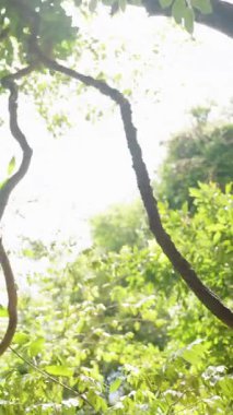 Dikey video. Yoğun Orman Yaprakları Arasında Parlak Arkaplanda Sallanan Sarmaşık, Yakın Çekim, Doğayla Temas Kavramı