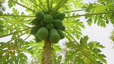 Aşağıdan Büyük Yapraklar Görülen Büyük Ağaçta Yeşil Papayalar Kümesi Dairesel Hareket ve Güneş Işığı Işıkları, Genel Açı, Tropikal Tarım ve Organik Büyüme Konsepti