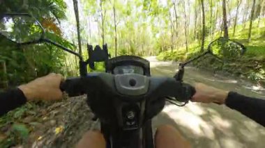 Kirli Yoldaki Okaliptüs Ormanında Scooter Süren Adam İlk Perspektif, Doğa Kaçışı ve Tayland 'da Tropikal Keşif Konsepti' nden Yakalandı