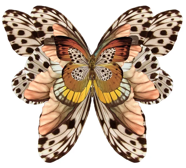 Метелик Прикрашений Бароковим Орнаментом — стокове фото