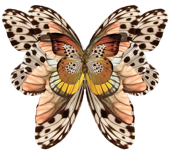 Motýl Zdobený Barokním Ornamentem Stock Obrázky