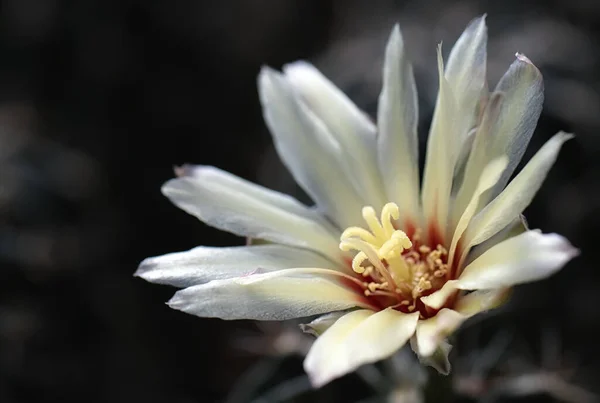 Cactus Est Une Belle Plante Avec Nombreuses Fleurs Colorées — Photo