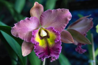 Tayland 'da Cattleya Orkide Çiçeği
