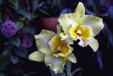 Tayland 'da Cattleya Orkide Çiçeği