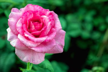 Bahçede güzel bir gül