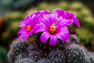 Yakın plan pembe kaktüs çiçekleri. Mammillaria çiçek açıyor.