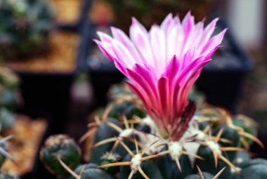 Yakın plan pembe kaktüs çiçekleri. Mammillaria çiçek açıyor.
