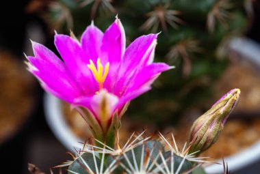 Yakın plan pembe kaktüs çiçekleri. Mammillaria çiçek açıyor.