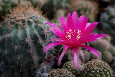 Yakın plan pembe kaktüs çiçekleri. Mammillaria çiçek açıyor.