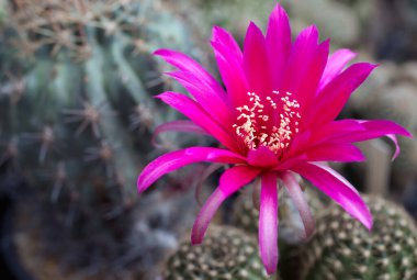 Yakın plan pembe kaktüs çiçekleri. Mammillaria çiçek açıyor.