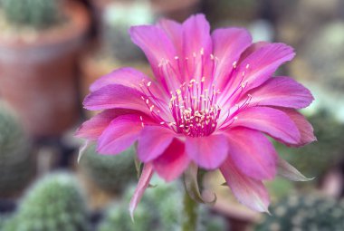 Yakın plan pembe kaktüs çiçekleri. Mammillaria çiçek açıyor.