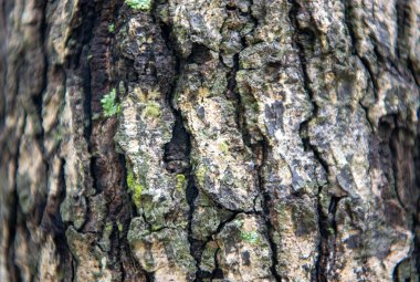 bir ağaç kabuğu dokusu