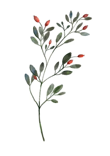 Boże Narodzenie Zima Akwarela Ręcznie Rysowane Ilustracja Gałęzi Rośliny Jagodami — Zdjęcie stockowe