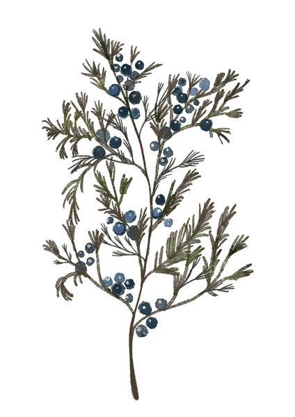 Christmas winter watercolor hand drawn illustration of a branch of a plant with berries