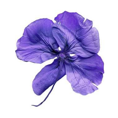 Violet Kurutulmuş Zexmenia Çiçeği beyaza yaklaş