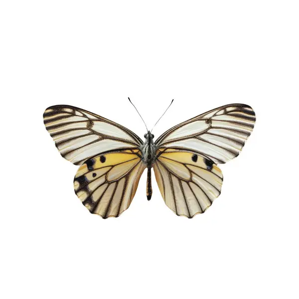 Schmetterling Aus Nächster Nähe Auf Weiß Stockbild
