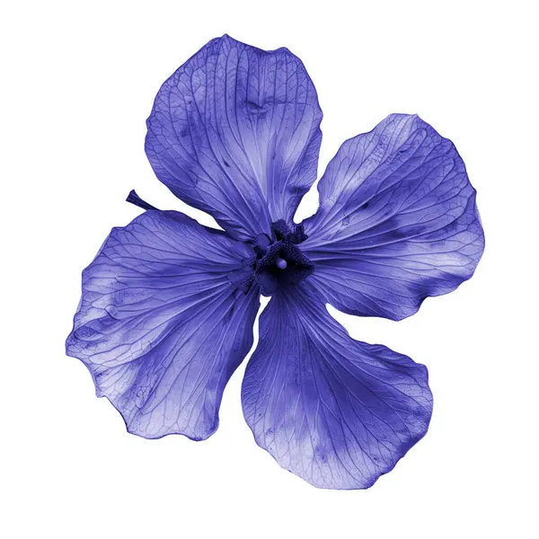 Violet Dried Zexmenia Blume Nahaufnahme Auf Weiß Stockbild