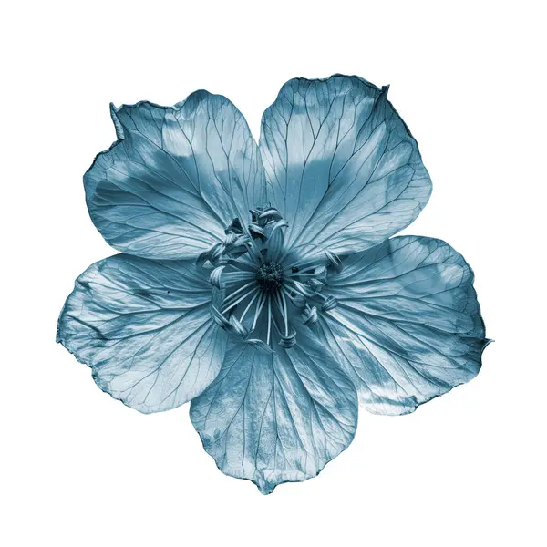 Blue Dried Zexmenia Flower Nahaufnahme Auf Weiß Stockfoto