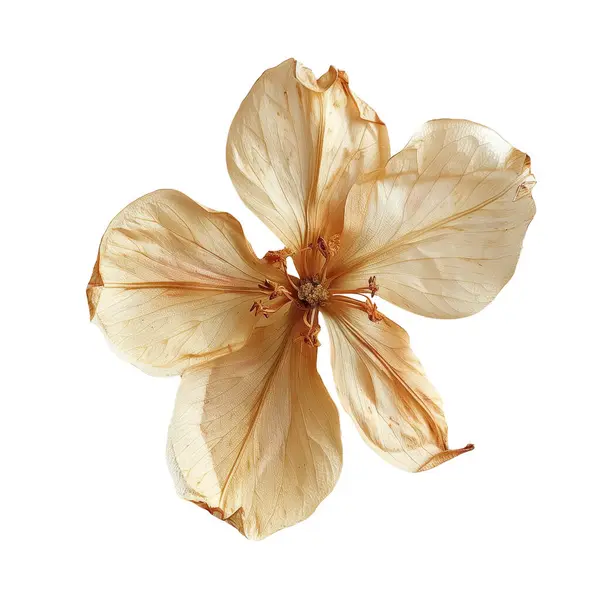 乾燥したゼクメニア 白に閉じる花 ロイヤリティフリーのストック画像