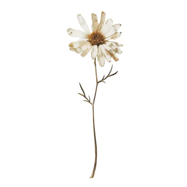 Сушена Ромашкова Квітка Крупним Планом Білому Ліцензійні Стокові Зображення