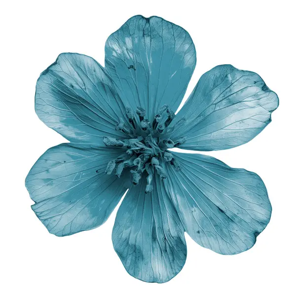 Hellblau Getrocknete Zexmenia Blume Nahaufnahme Auf Weiß Stockbild