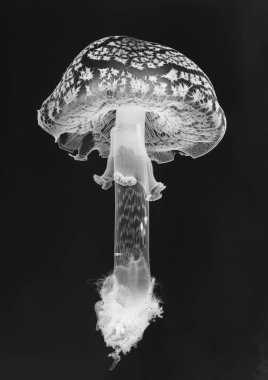 mantar x-ışını sanatsal arkaplan görünümü 