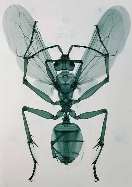 Bug Ray Tutup Tilikan Latar Belakang Stok Lukisan  
