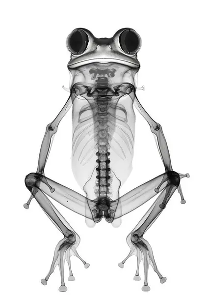 Frosch Röntgen Künstlerische Hintergrundansicht Stockbild