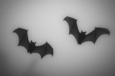 Cadılar Bayramı yarasalarının geçmişi. Ürkütücü arkaplan.