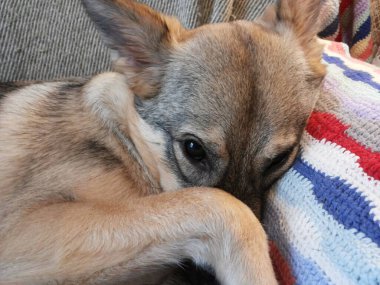 Bir pençesi olan sevimli bir köpek, soyut bir barış ve hayvanlarla arkadaşlığın görüntüsü.