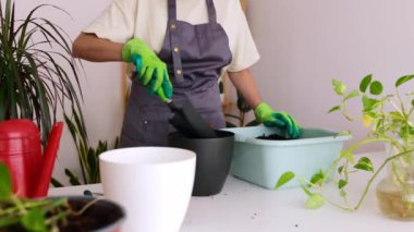 Genç yetişkin bir kadının eve altın kaktüs ya da Epipremnum Aureum ekmesini yakından izleyin. Hobiler ve ev hayatı konsepti.