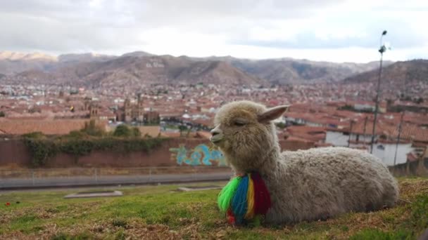 Graziosa Alpaca Appoggiata Sull Erba Con Città Cusco Sullo Sfondo — Video Stock