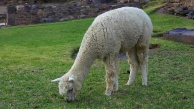 Peru 'nun Ollantaytambo, Peru' da çimen yiyen şirin beyaz alpaka manzarası. Güney Amerika.