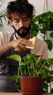 Küçük işletme sahibinin dikey HD videosu. Fabrika sahibi, işyerindeki pothos bitkisini temizliyor.. 
