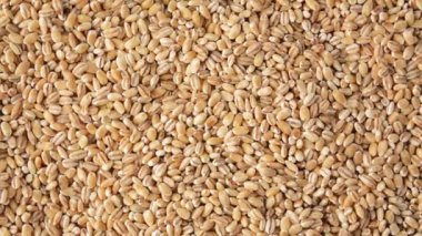 Çiğ buğday taneleri, üst manzara. Döndürme.