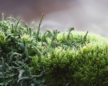 Cladonia fimbriata ve Dicranum spadiceum