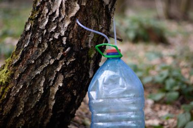Büyük bir şişede huş ağacı özü üretimi